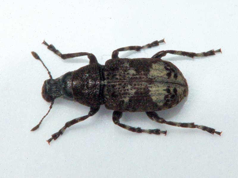 Tropideres albirostris (Herbst, 1783)